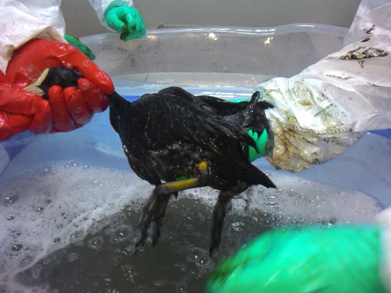 Kuşlara banyolu, kuvözlü tedavi