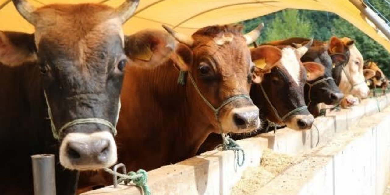 Kocaeli Besicisinin Dikkatine! Eksikliği Olana 30 Gün Süre