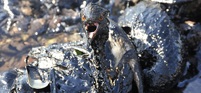 KUŞLAR ZEHİRLENİYOR, SONRA İNSANLAR…