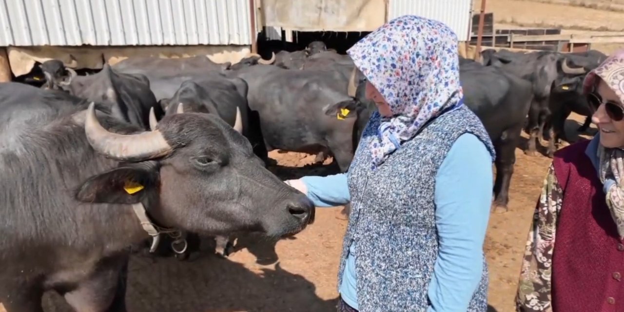 Birkaç mandayla başladılar,  5 yıldır sofralara lezzet taşıyor