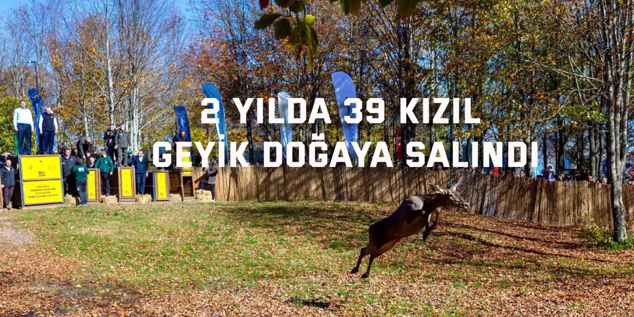 Büyükşehir’den doğaya 9 kızıl geyik armağanı daha