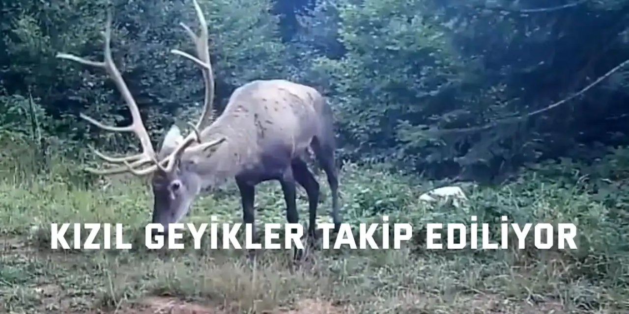 Kızıl geyikler takip ediliyor
