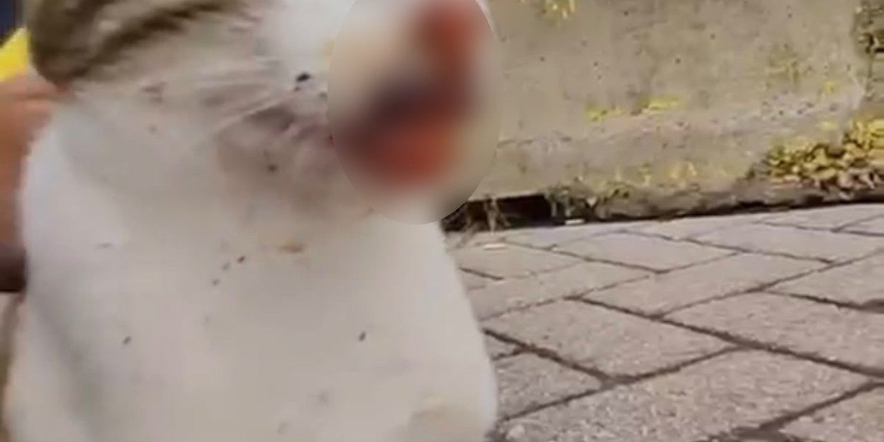 Balıkçı malzemeleri kediyi yaraladı