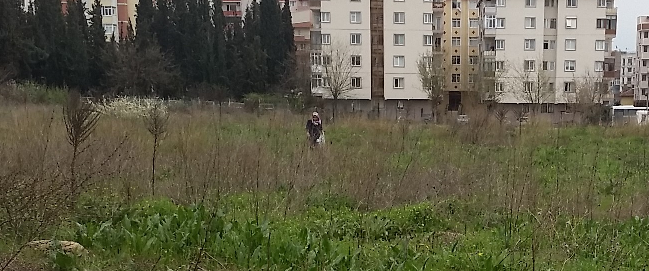 Vatandaş yemek için ot topluyor