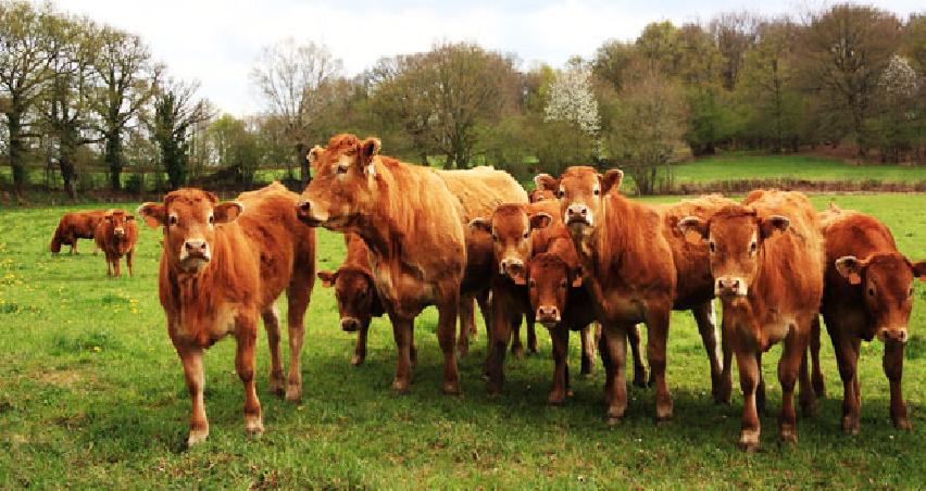 Kocaeli’de 106 bin 948 sığır var