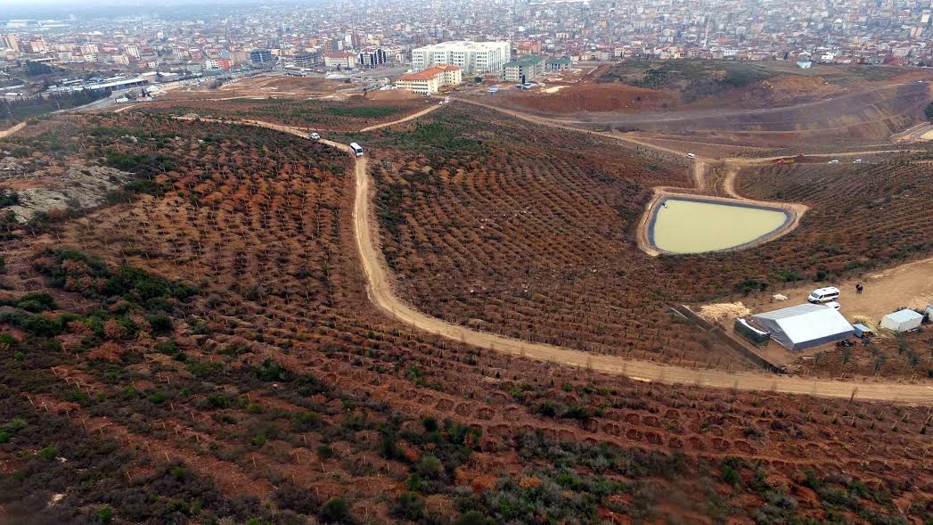 Beylikdağı’na 250 bin fidan