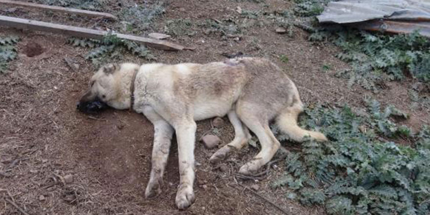 Av tüfeği ile köpeği vurdu