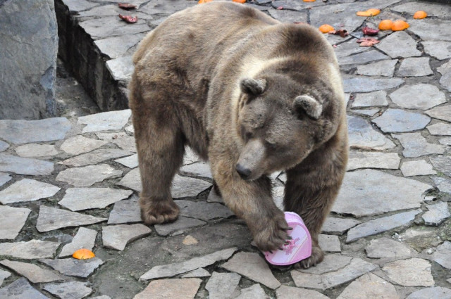 Hayvanat Bahçesi’nde 14 şubat  etkinliği