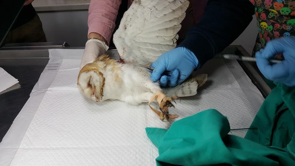 Peçeli Baykuş yeniden uçmayı bekliyor