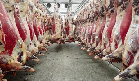 Ölü hayvanlar kesimhaneye gönderildi!