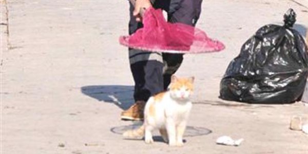 Yakalama timi oluşturuldu!