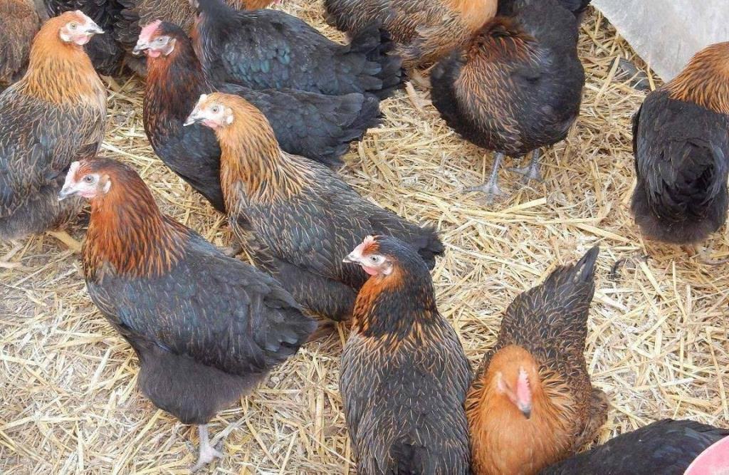 Köy yumurtası üretimine Büyükşehirden destek