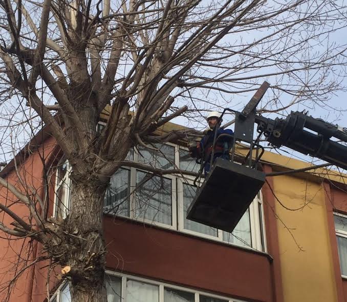 Dilovası’nda ağaçlar budanıyor