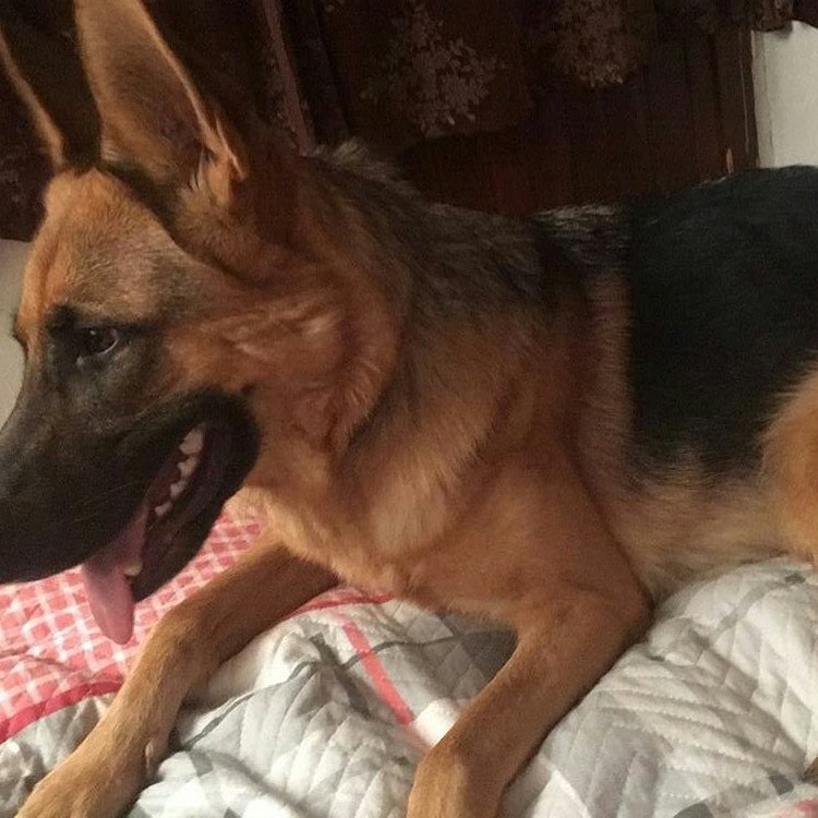 KÖPEĞİ KAYBOLDU:  Bulup getirene 5 bin TL verecek