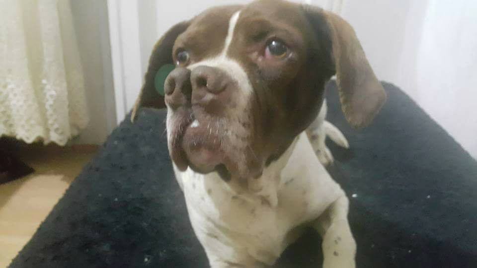 “ÇATALBURUN”’un YOLU DARICA’YA DÜŞMÜŞ… YUVA ARIYOR