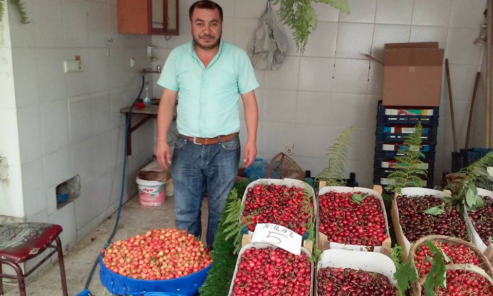Gebze’de kiraz bolluğu yaşanıyor