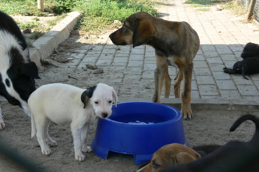 Bir kap suda sen koy