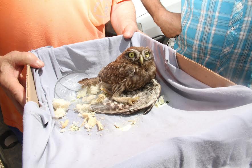  Martı ve Baykuş tedavi edildi
