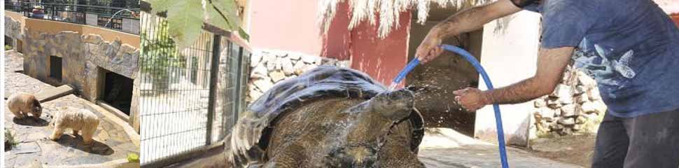 Suyla serinletmeye çalışıyorlar