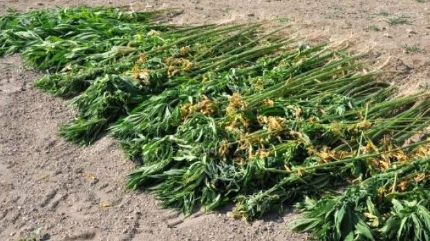 2 bin kök Hint keneviri ele geçirildi