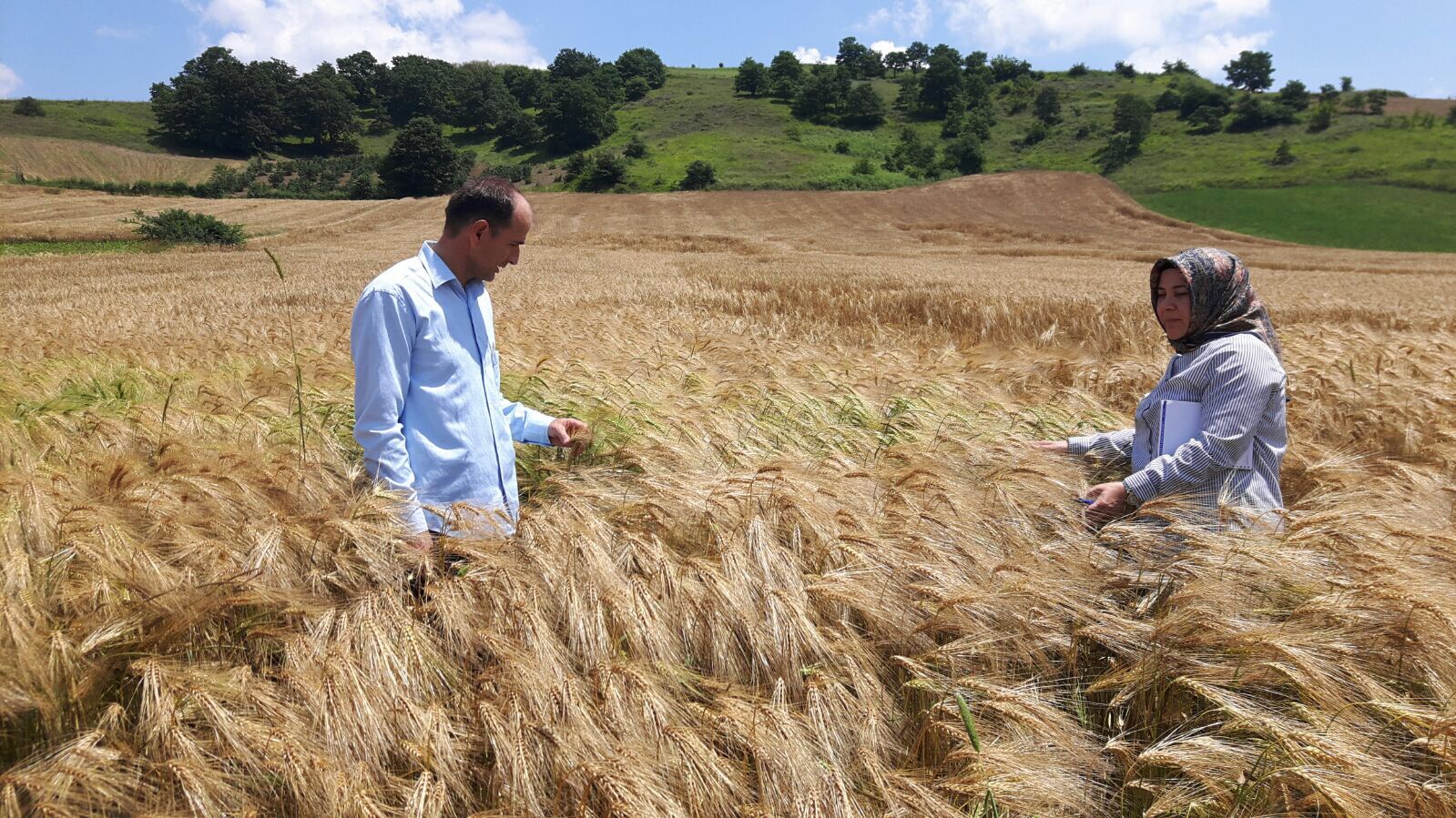Yem bitkisi destekleri ile verimler arttı