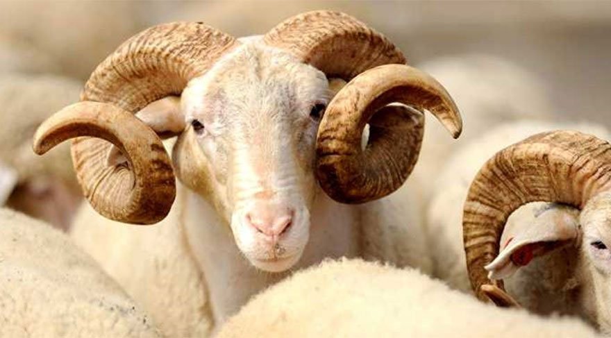 Diyanet kurban fiyatını açıkladı