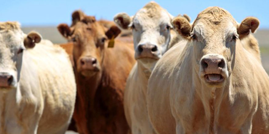 Kocaeli’de 106 bin 948 sığır var