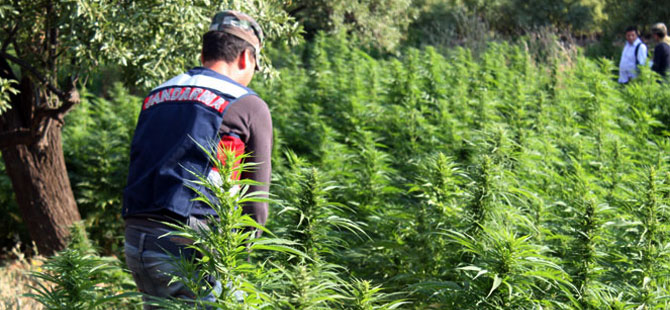 590 kök kenevir ele geçirildi