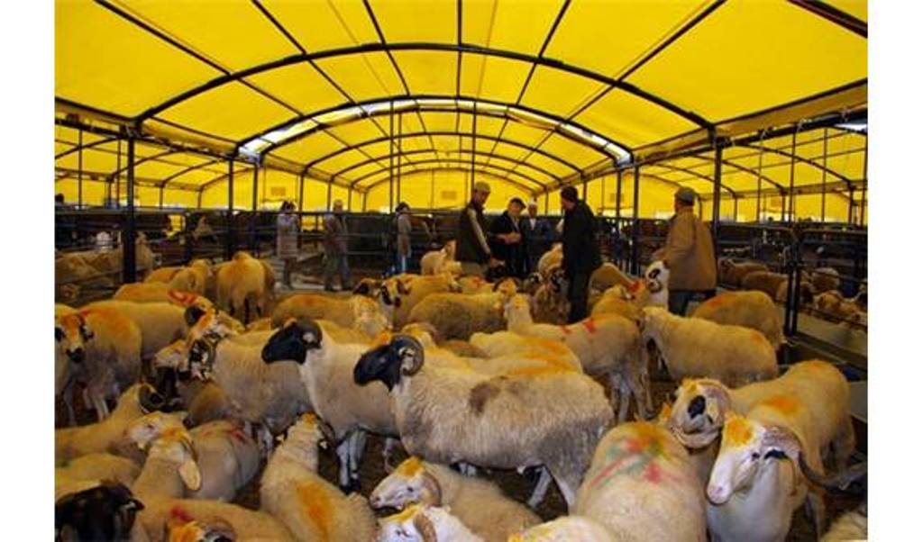 Dilovası’nda kurban satış yerleri belirlendi