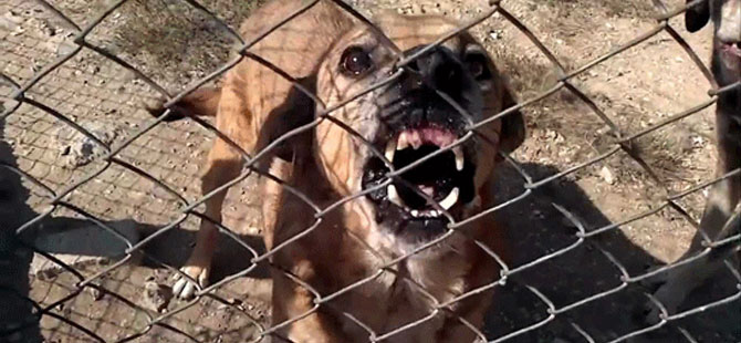 7 çalışanı köpek ısırdı