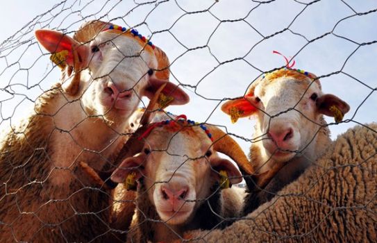 Kurban kesim başvuruları internet üzerinden