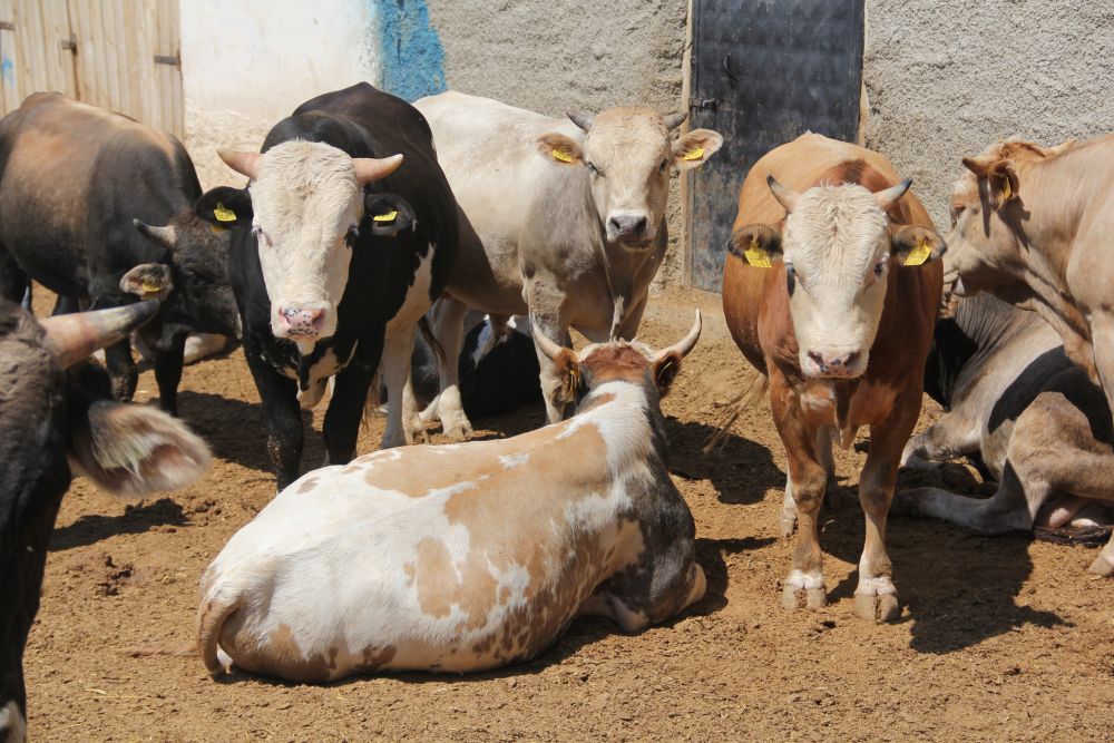 5 milyon 150 bin kurbanlık var