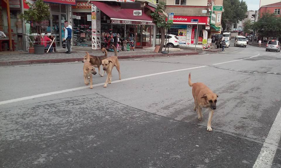Köpekler çocuklara saldırıyor!