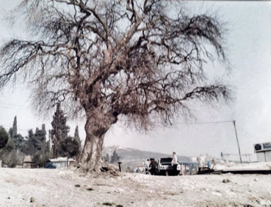 Tarihi ağacın tarihi fotoğrafı