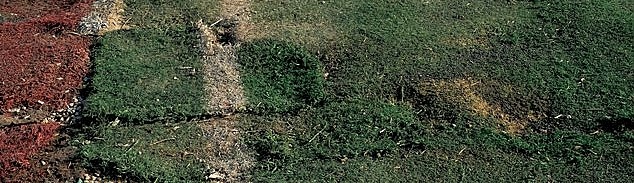 PATATES TARLASI GİBİ