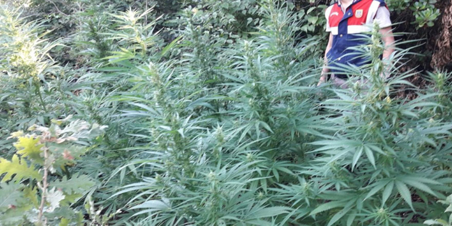 Uyuşturucu tacirlerine darbe