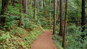 Ormanlık alanlara giriş yasaklandı