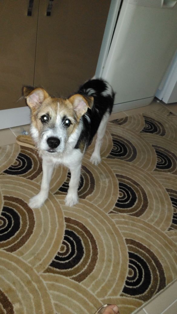 Çalınan köpek hala bulunamadı