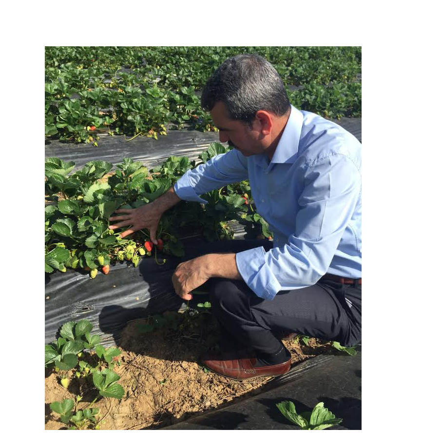 Büyükşehir’den yüzde elli hibeli çilek fidesi