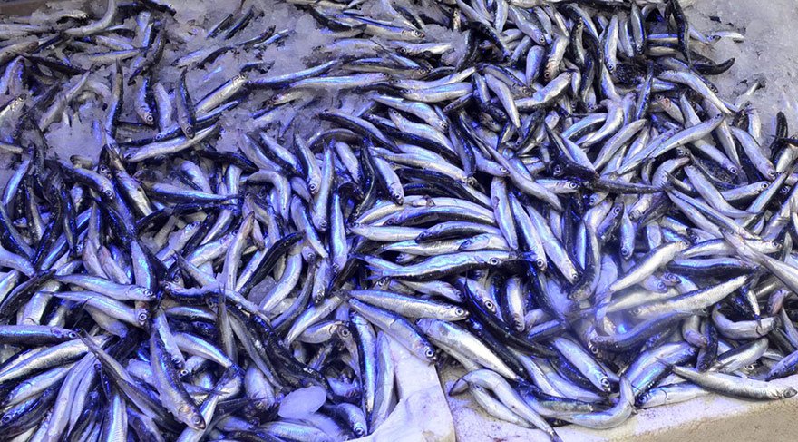 Balık fiyatlarını gören tezgahtan kaçıyor!