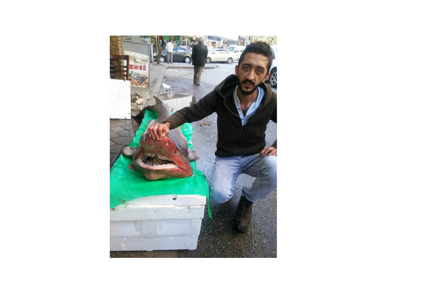 3 metrelik köpekbalığı yakalandı