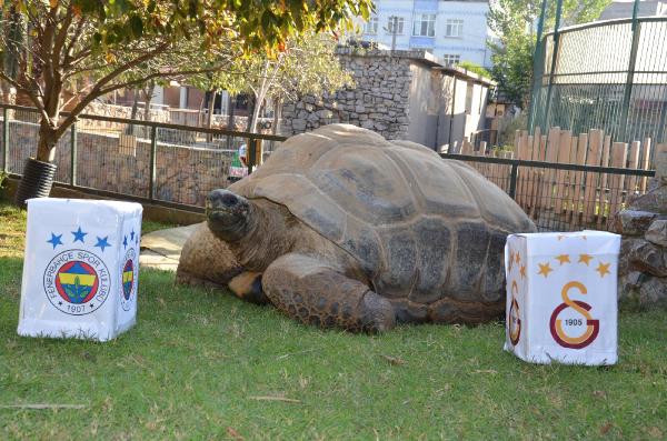 Kaplumbağa Tuki derbinin sonucunu bildi