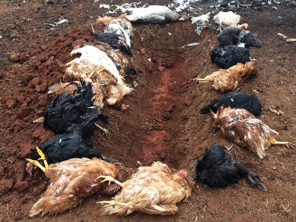 Balçık’ta köpekler yine saldırdı