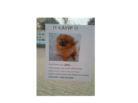 Yavru köpeği kapının önünden çaldılar!