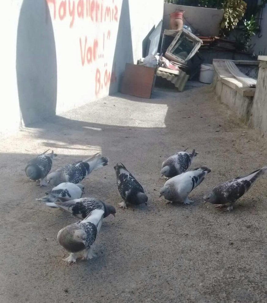 40 bin lira değerindeki 35 güvercini çaldılar