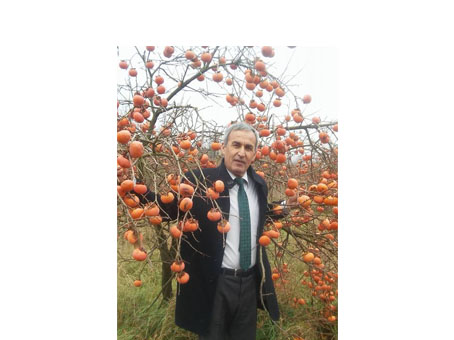 Özdilek Kırbaş hurma işine girdi