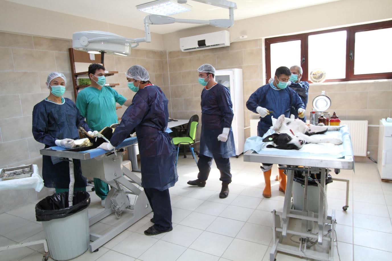 Kaza geçiren hayvanlara şefkat eli