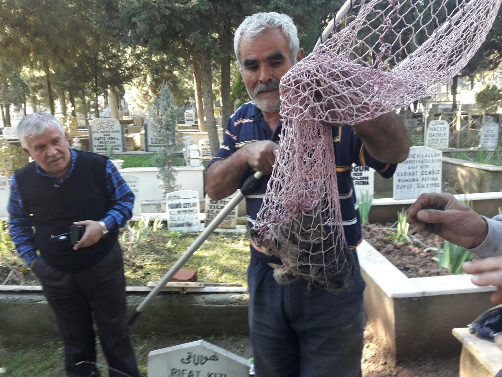 Ağaçta mahsur kalan kedi kurtarıldı