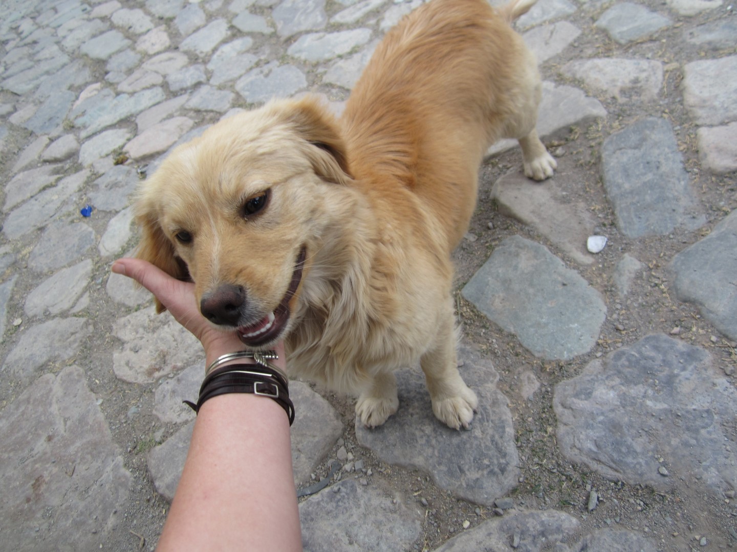 2017’de bin 200 hayvan sahiplendirildi