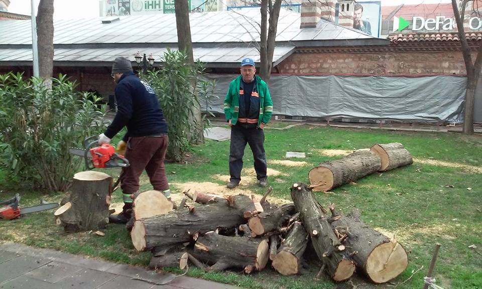 Avludan 9 ağaç kesildi!